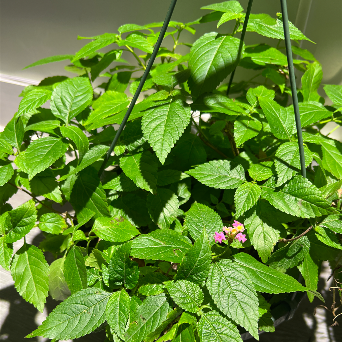 Healthy Lantana plant in a hanging pot with vibrant green leaves and small flowers.