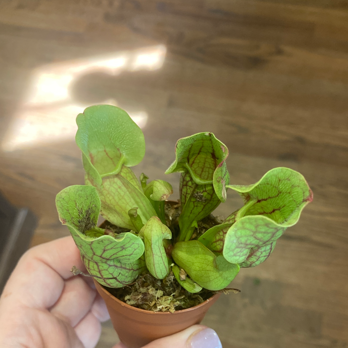 Purple Pitcher Plant in a small pot, held by a hand, with vibrant green leaves and pitcher structures.