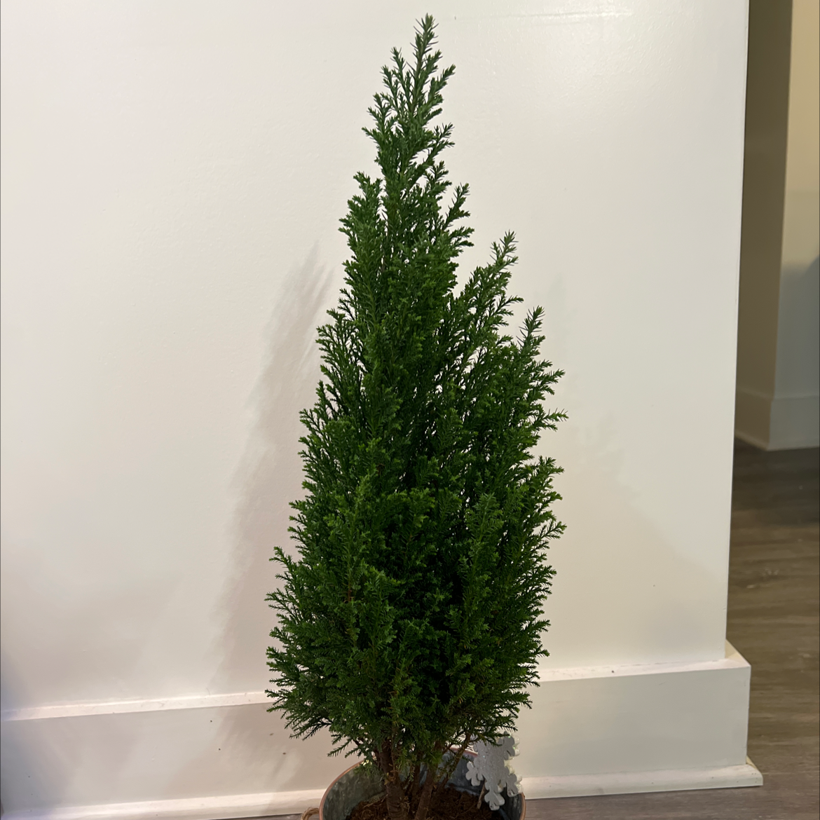 Lawson Cypress plant in a pot against a plain background.