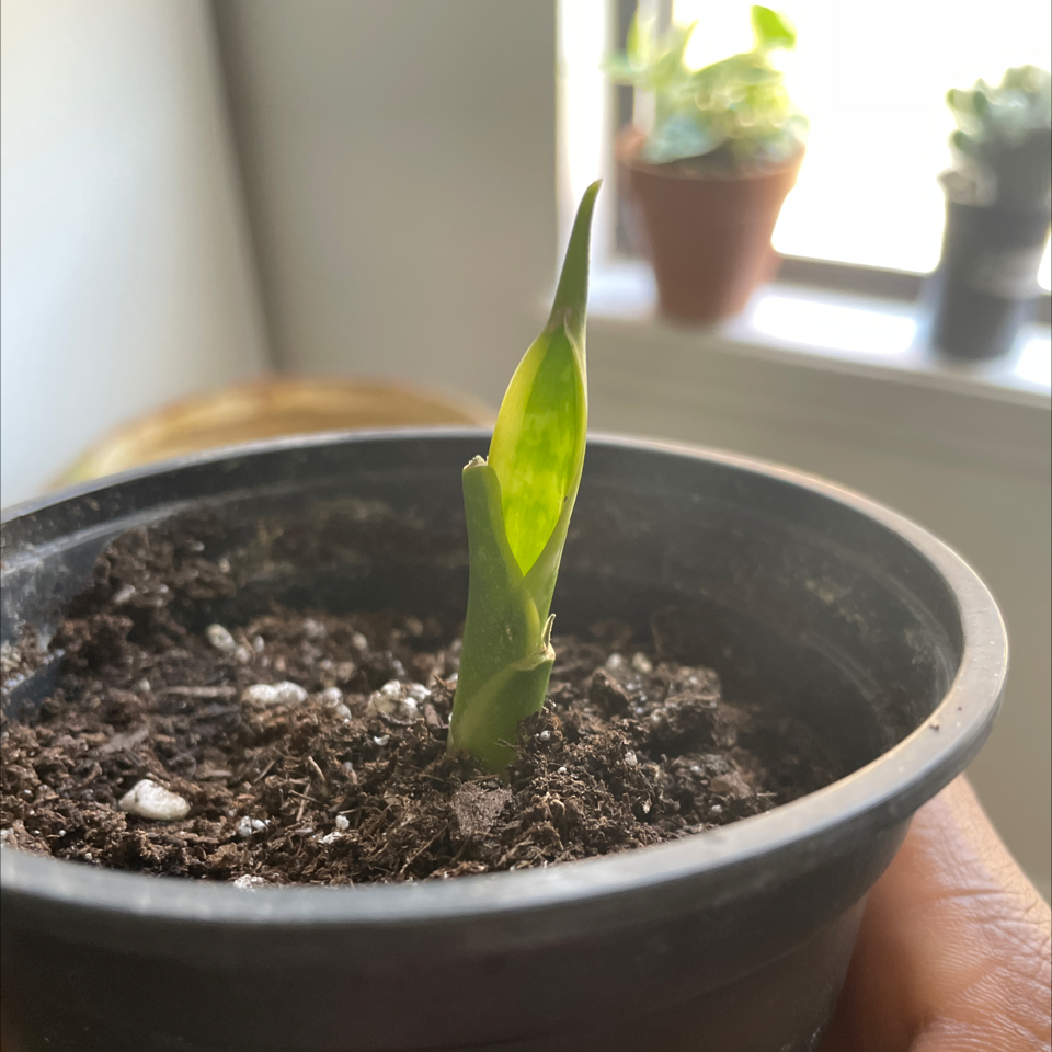 Young Sansevieria 'Lauren' plant in a small pot with visible soil.