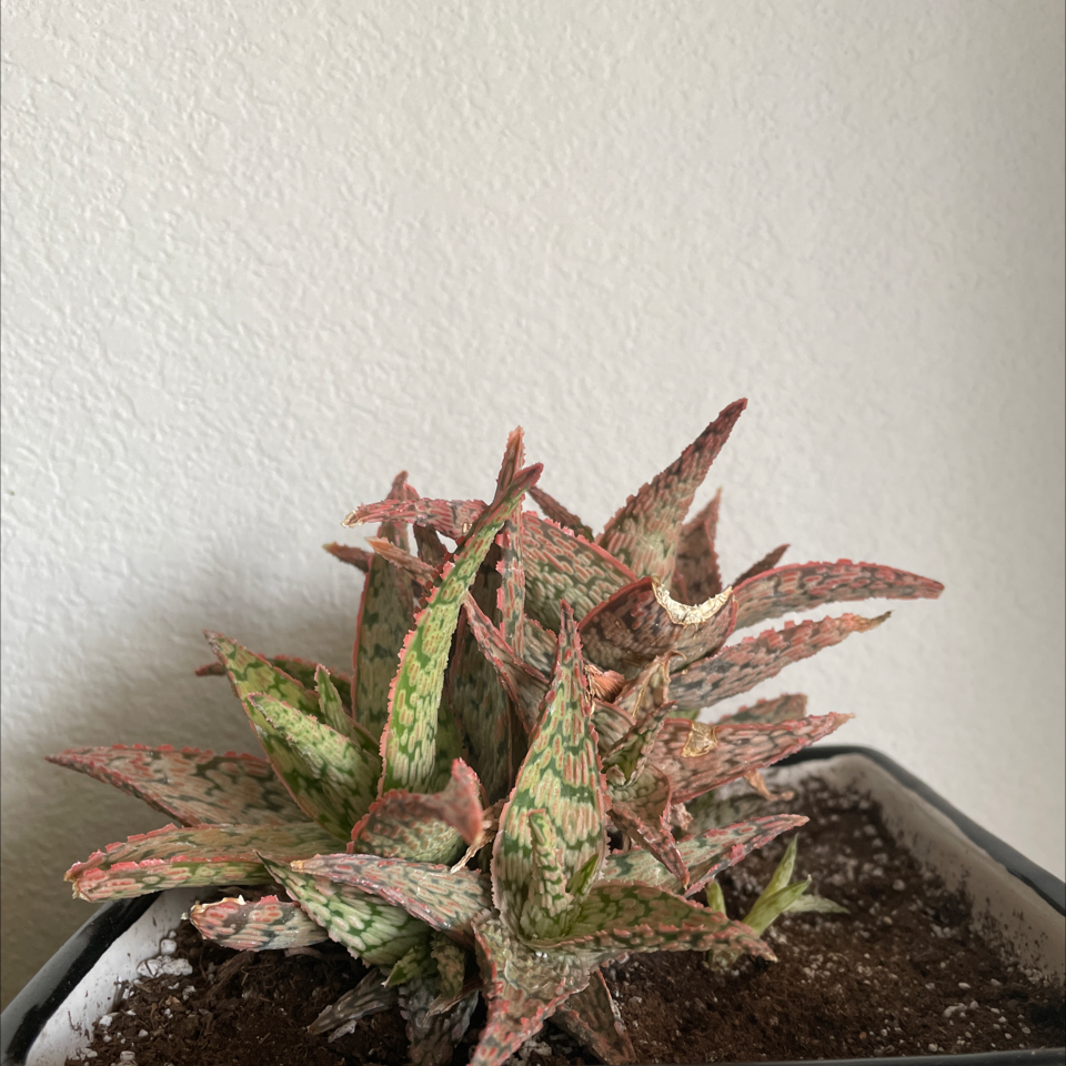 Broad-Leaved Aloe plant in a pot with visible soil, some browning at the tips.