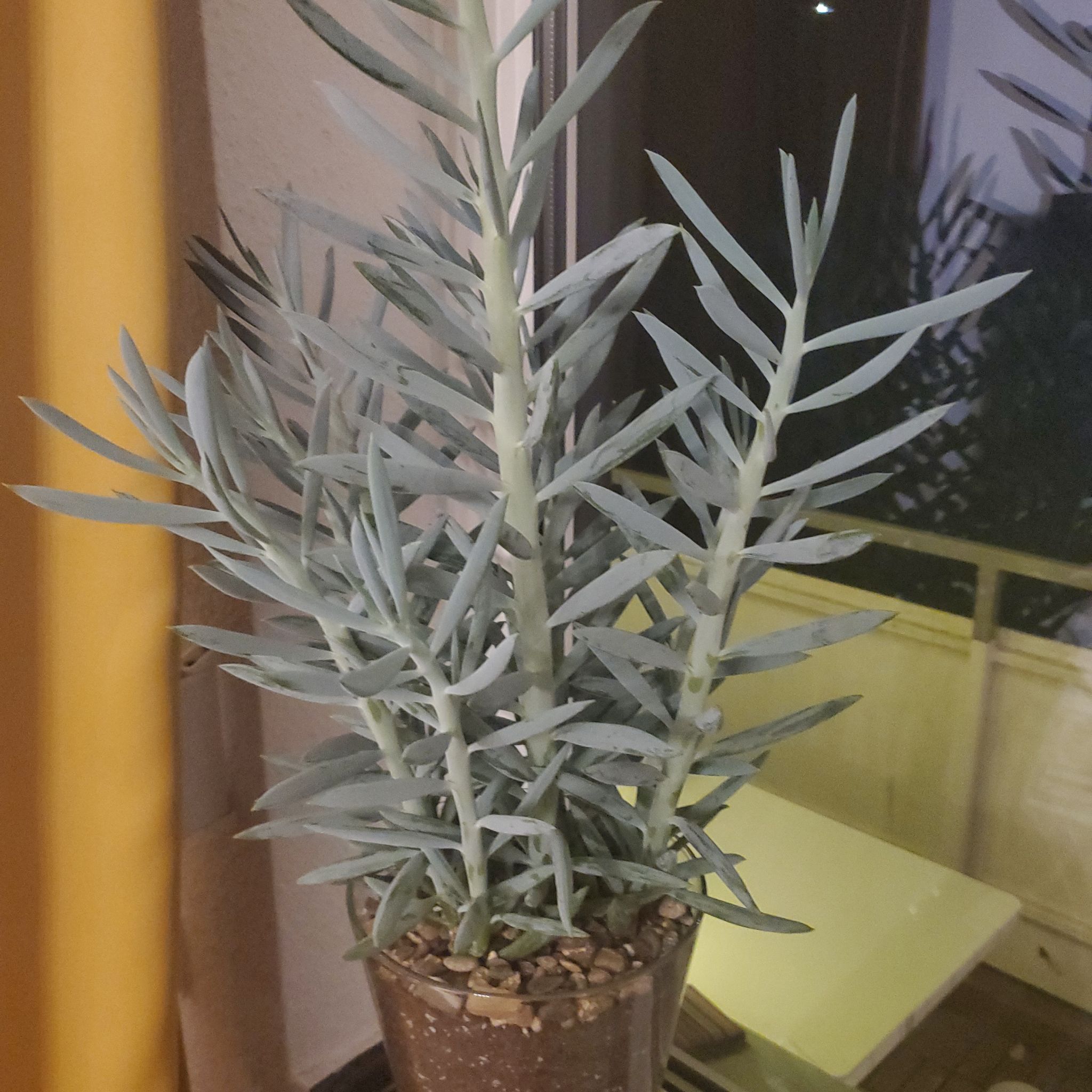 Skyscraper Senecio plant in a pot with visible soil, well-framed and in focus.