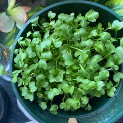 Indian lettuce plant