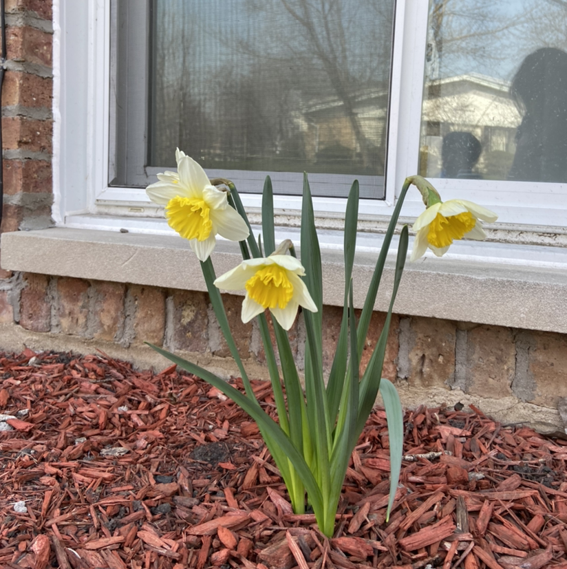 A healthy daffodil plant with several blooming flowers in front of a window.