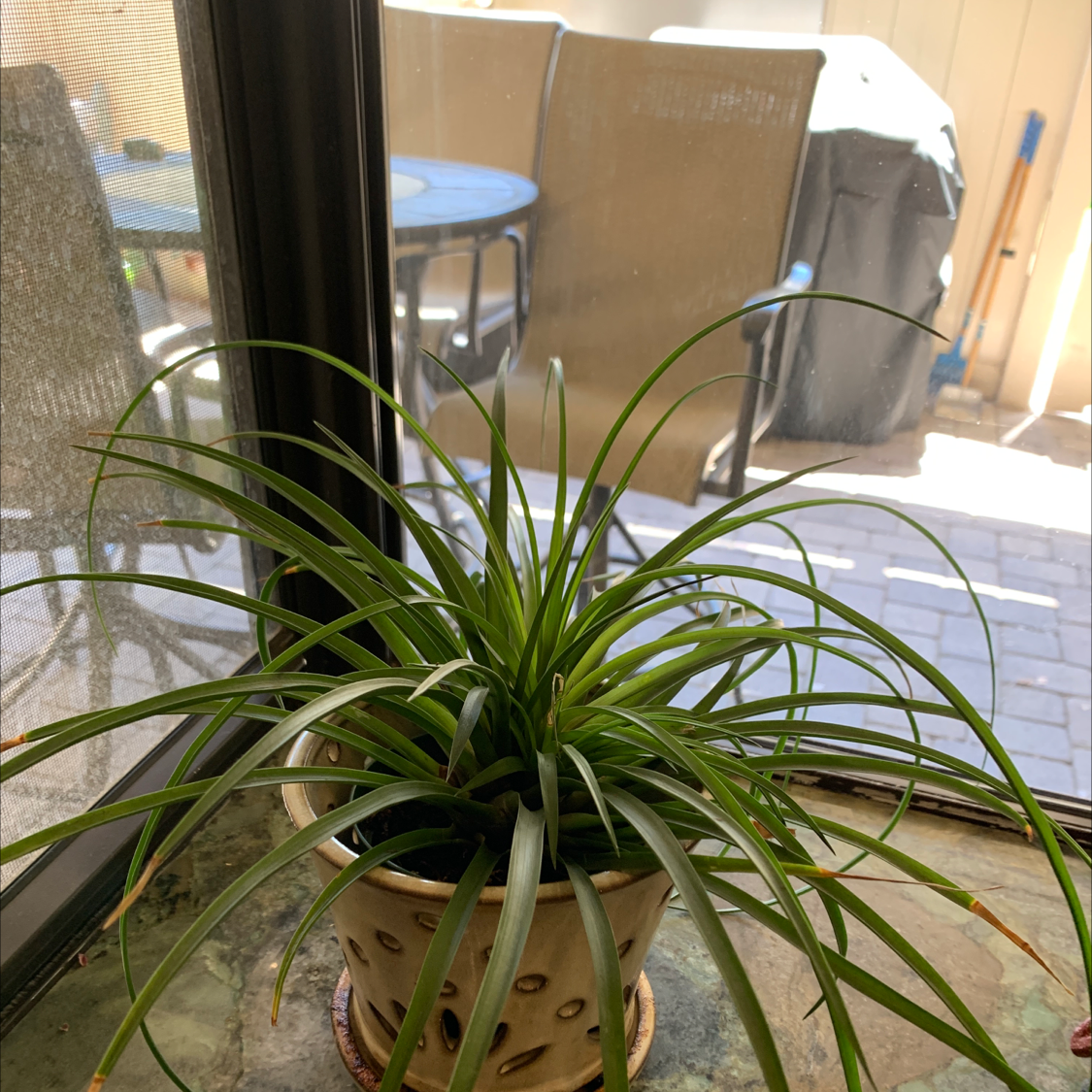 Pink Quill Plant in a pot near a window with green leaves and no visible flowers.
