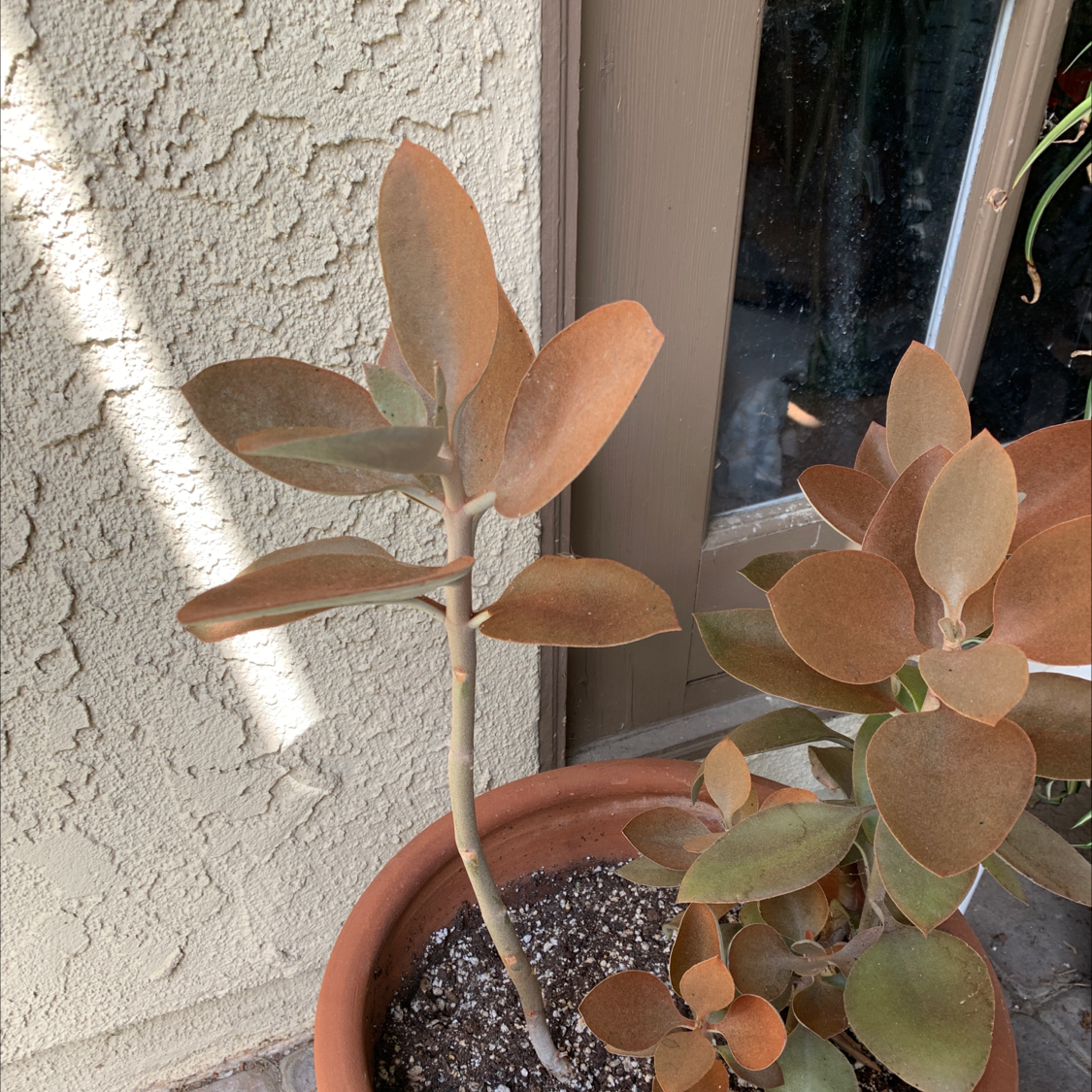 Potted Copper Spoons plant with thick, coppery leaves near a window.