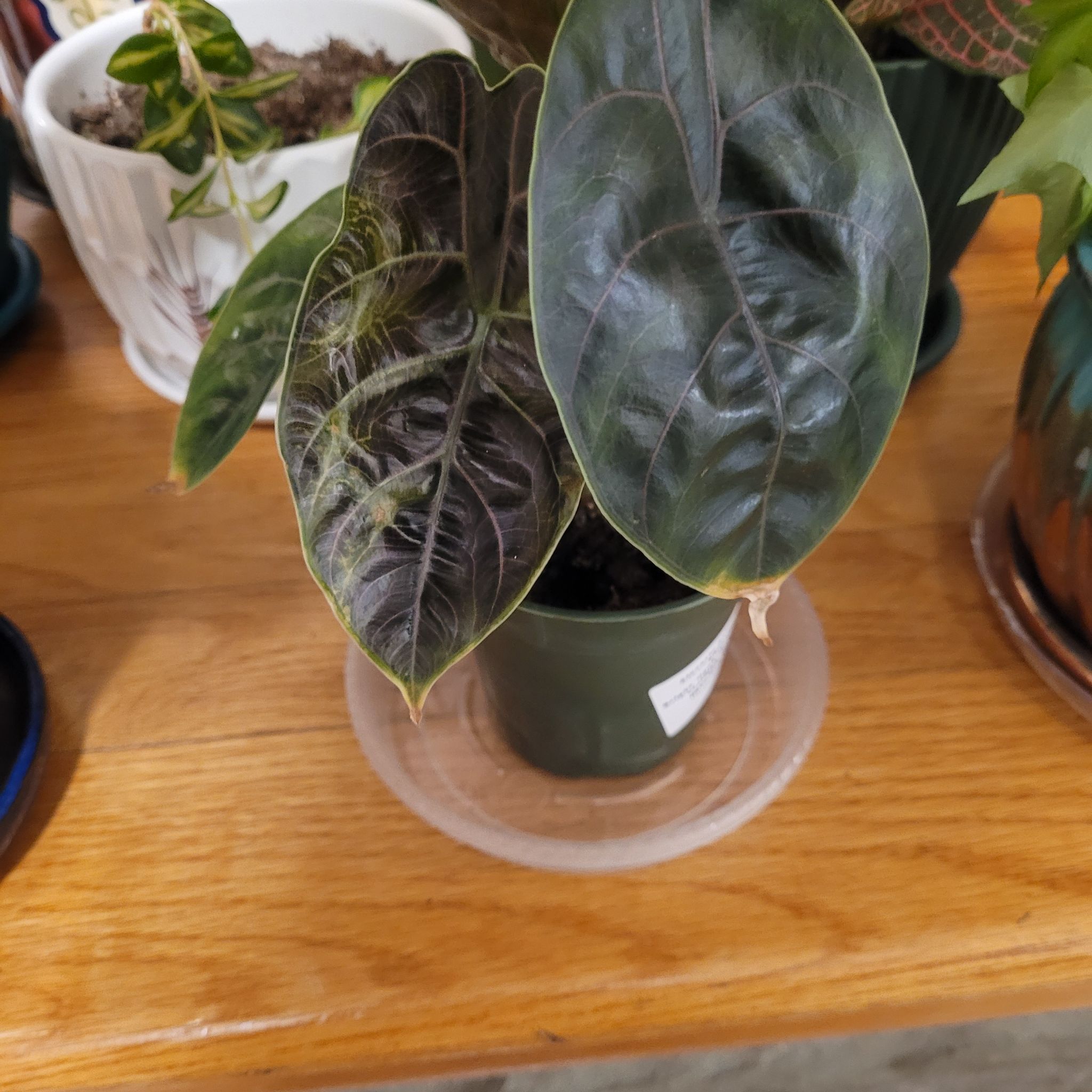 Philodendron melanochrysum x verrucosum plant in a small pot with healthy leaves.