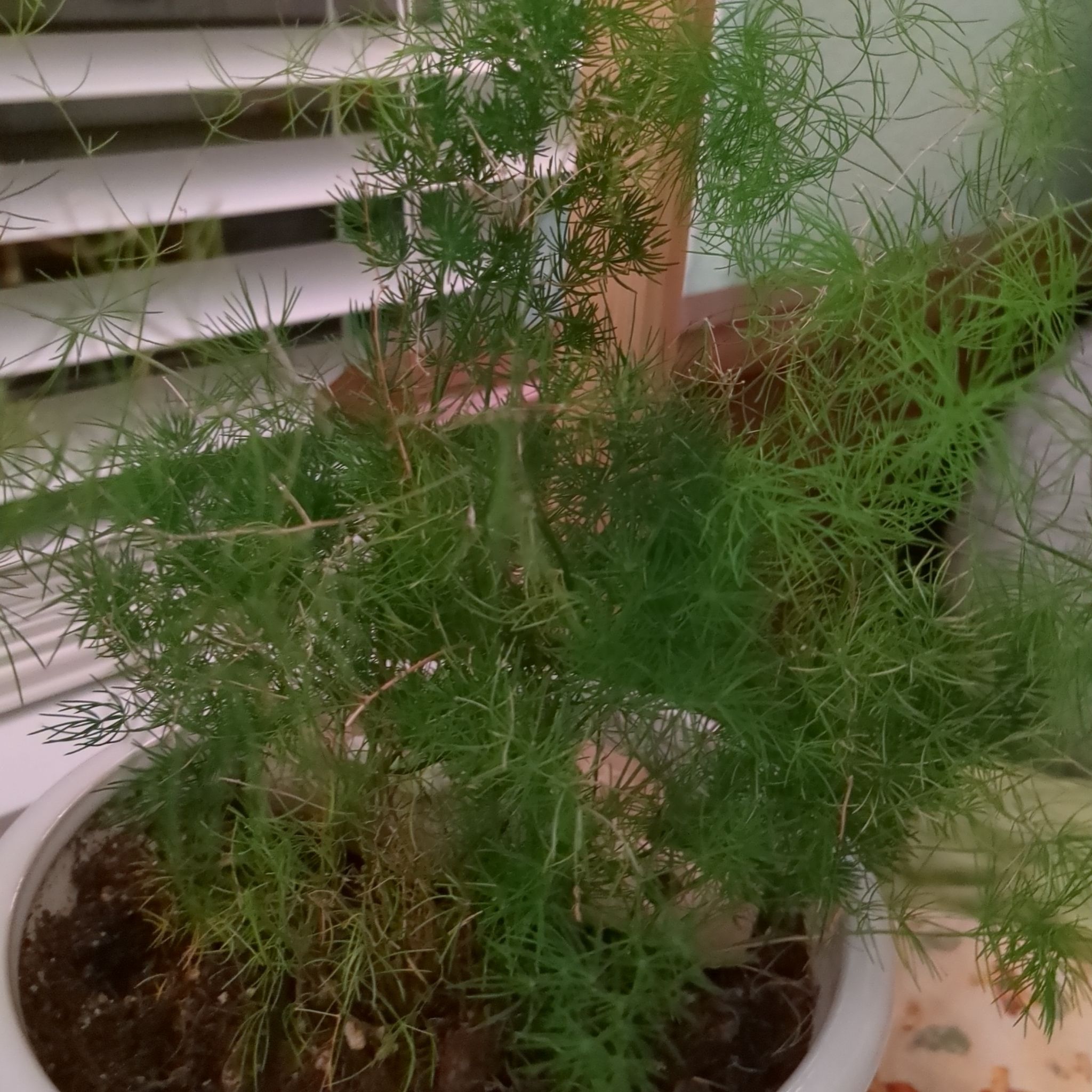 Potted Common Fennel plant with green, feathery foliage near a window.