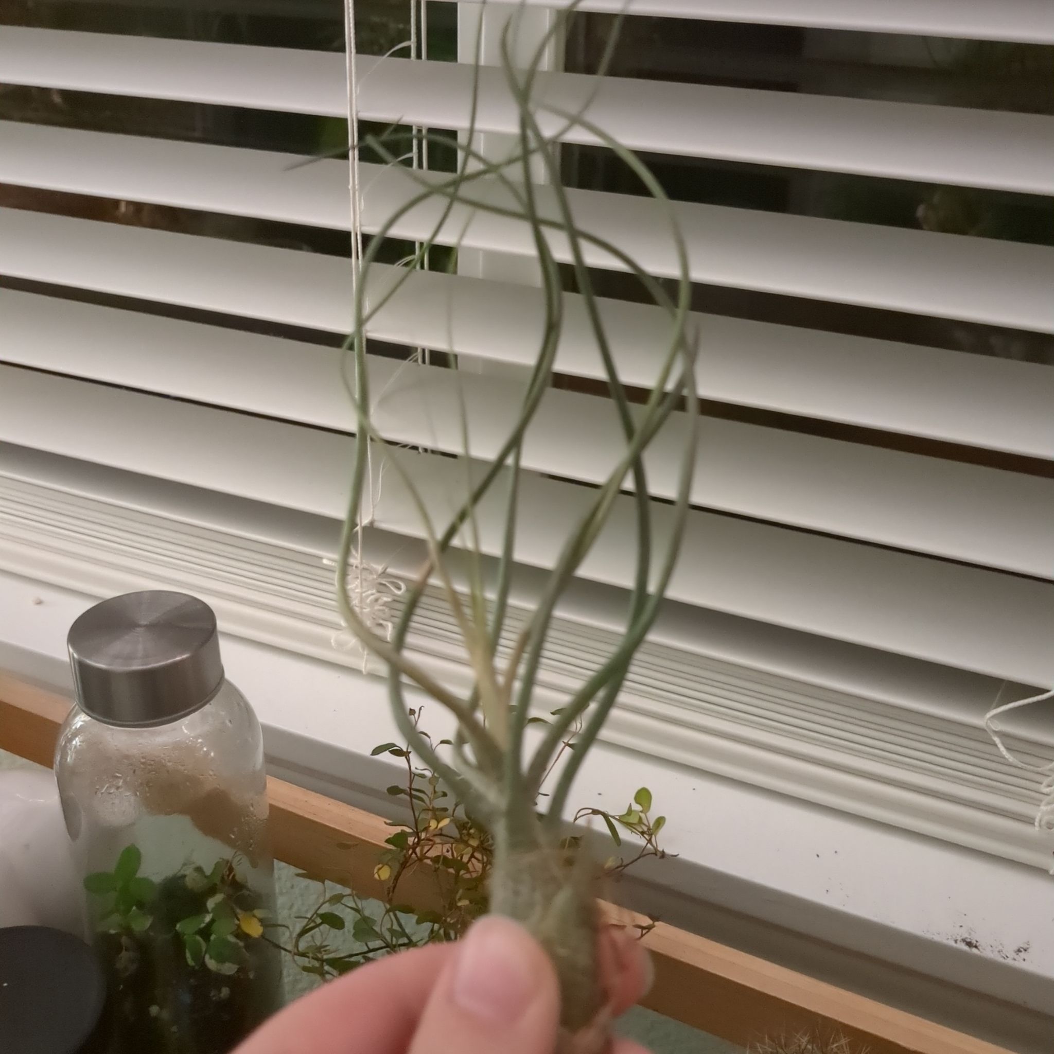 Tillandsia butzii plant held by a hand in front of a window with blinds.