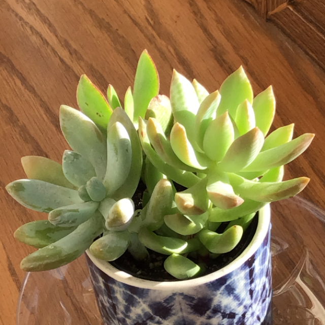 Photo of the plant species Echeveria 'Grey Red' by @PlantyBlues named Moe, Alberto, and, Stein on Greg, the plant care app
