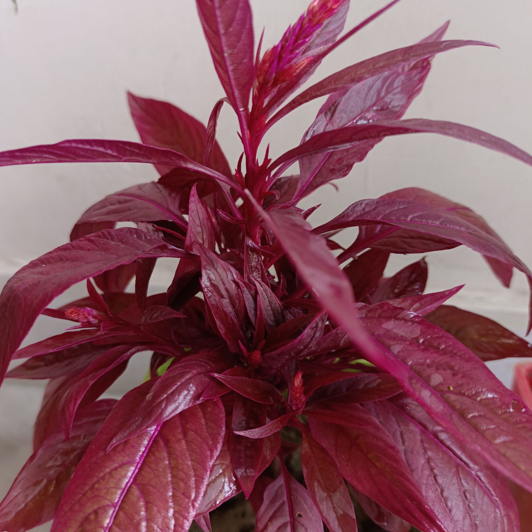 Vibrant Mexican Grain Amaranth plant with deep red leaves, well-framed and in focus.