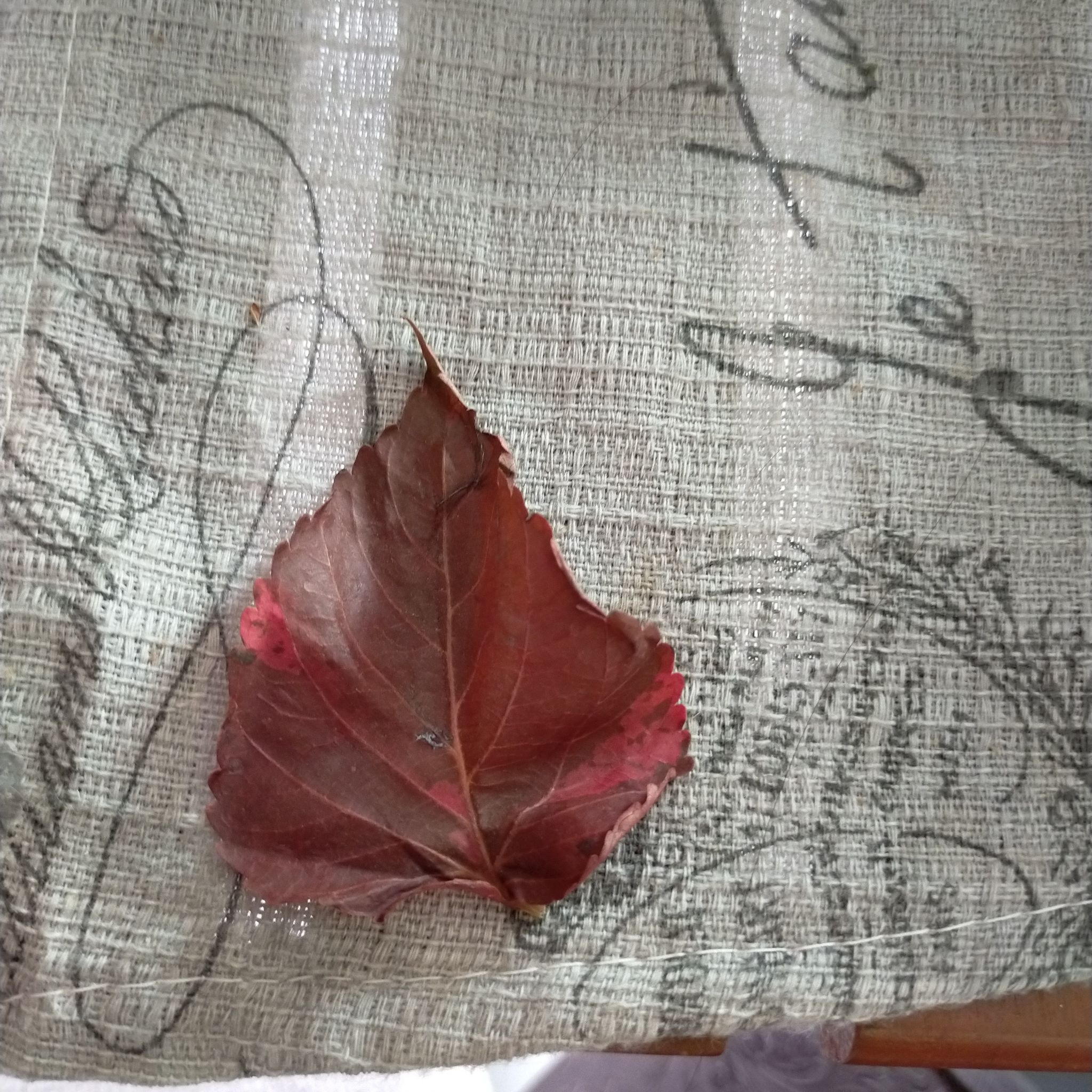 A single leaf from a Japanese Creeper on a textured fabric background with script writing.