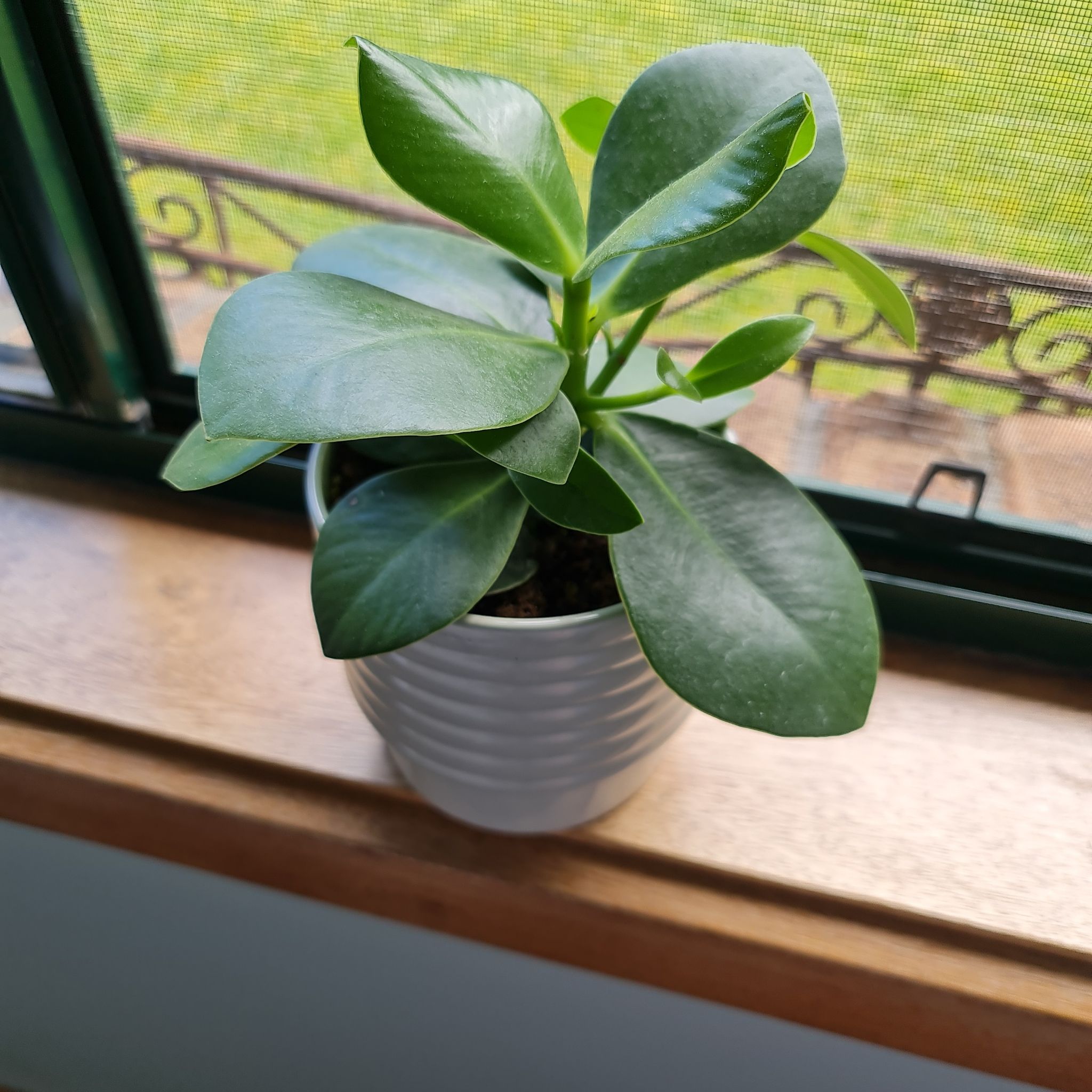 Potted Autograph Tree on a windowsill with glossy green leaves.