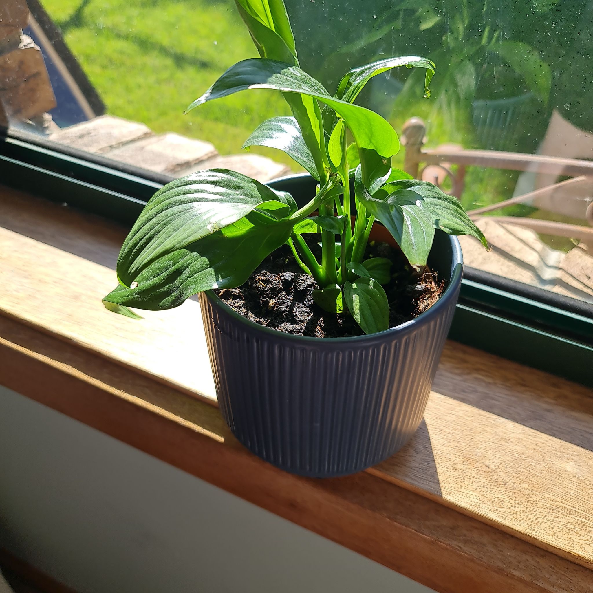 Photo of the plant species Romano Peace Lily by @millz named Wednesday on Greg, the plant care app