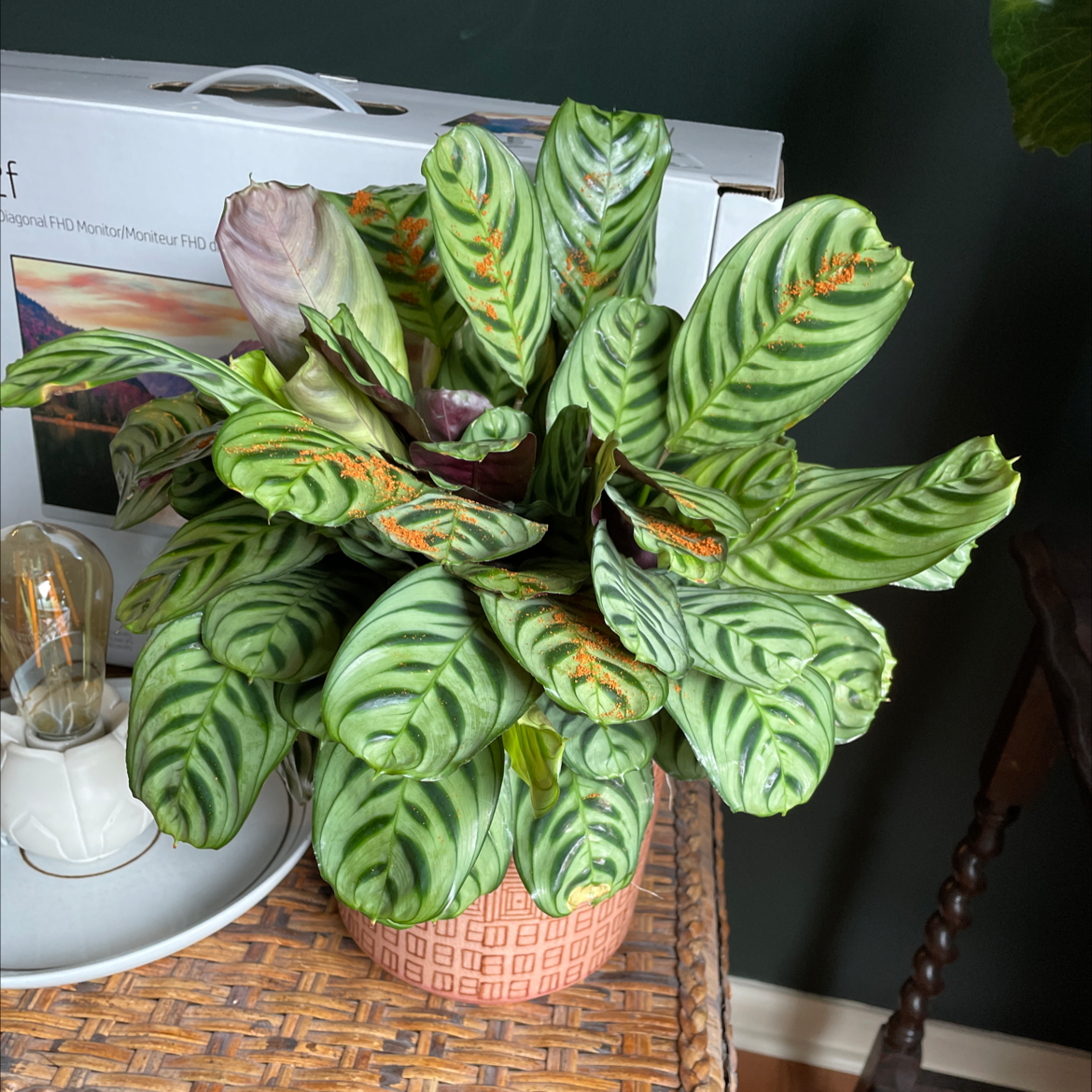 Potted Fishbone Prayer Plant with lush green striped leaves in a woven basket, showing slight yellowing on some leaves.