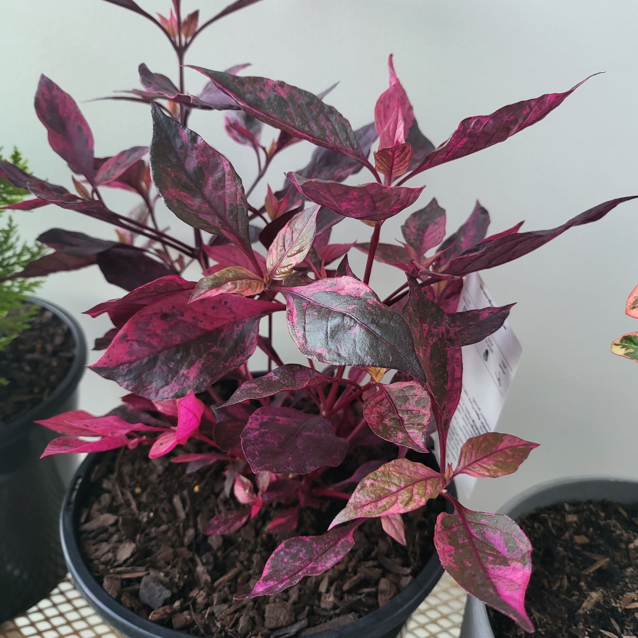 Photo of the plant species Alternanthera by @AppealingBuroak named Firebug on Greg, the plant care app