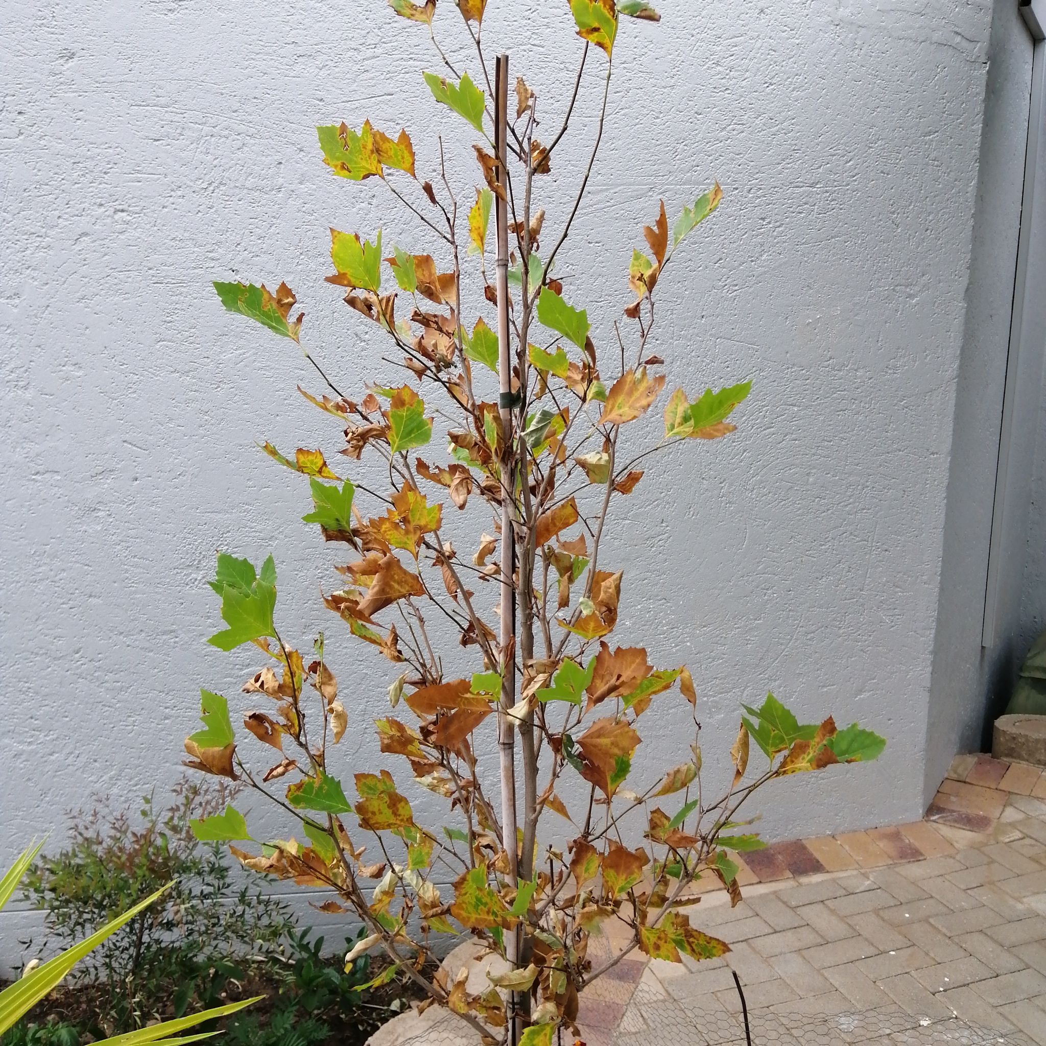 Plant care for Arizona Sycamore on Greg, the plant care app