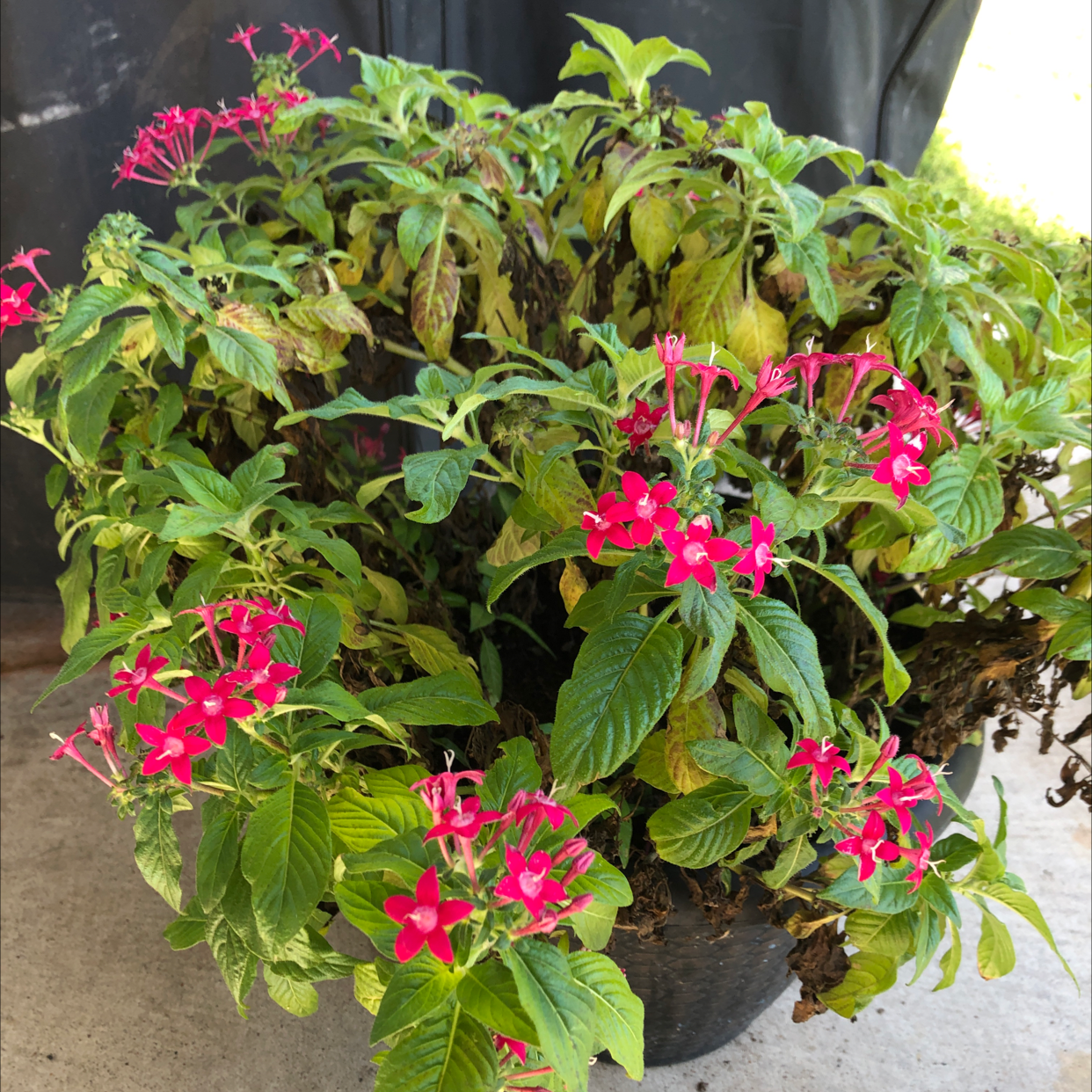Potted Egyptian Starcluster with pink flowers and some yellowing and browning leaves.