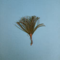 Scots Pine plant