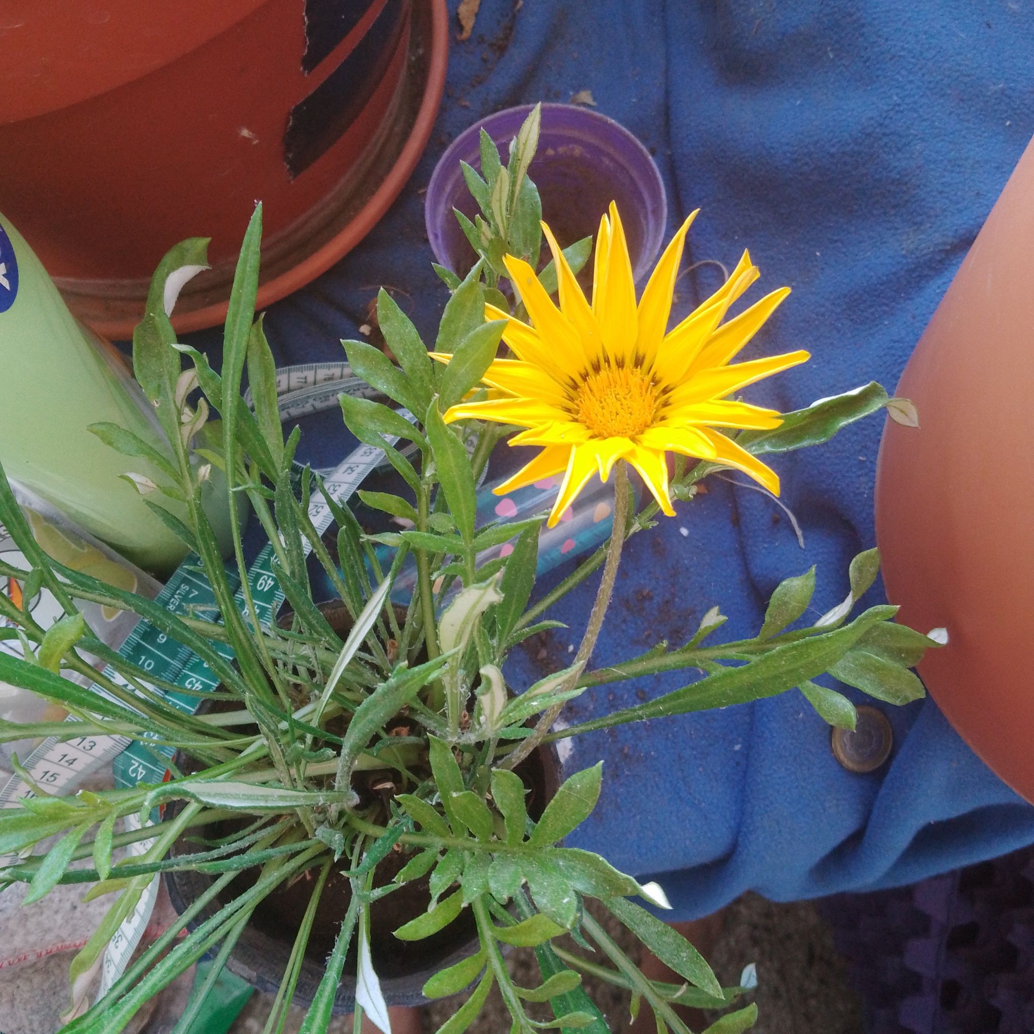 Treasureflower plant with a bright yellow flower and elongated green leaves in a pot on a blue surface.