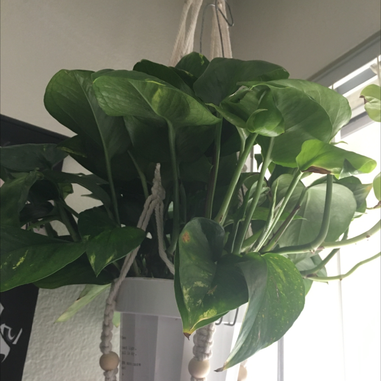 Taro Vine plant photo by @Yuzukari named Big leaves on Greg, the plant care app.