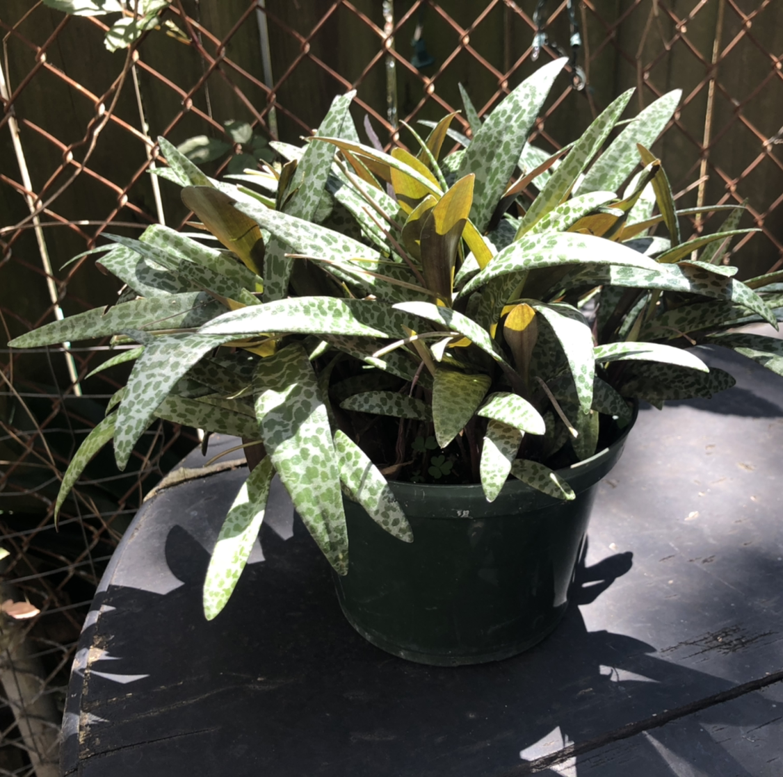 Photo of the plant species Silver Squill by @Scraniac named Sadie on Greg, the plant care app