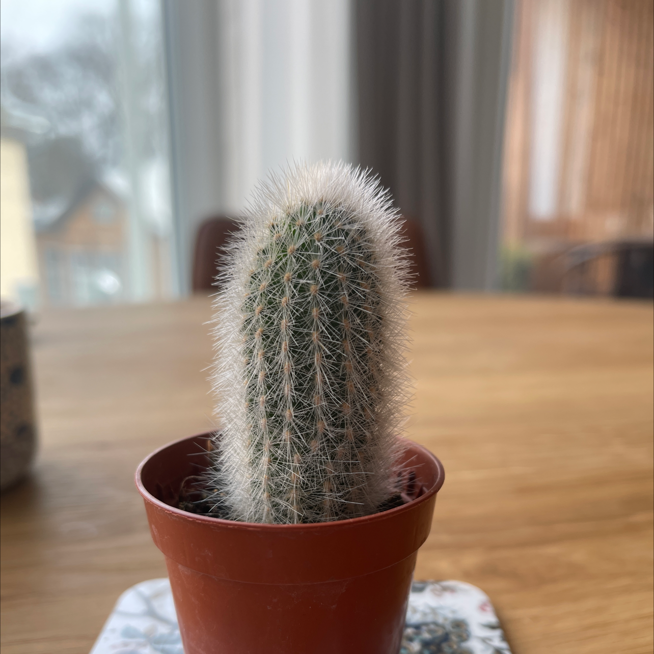 Peruvian Old Man Cactus in a brown pot on a table, with white hair-like spines.