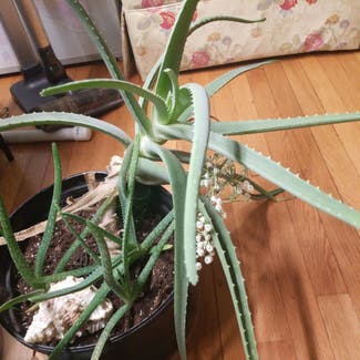 Aloe Vera plant in Fairfax, Virginia