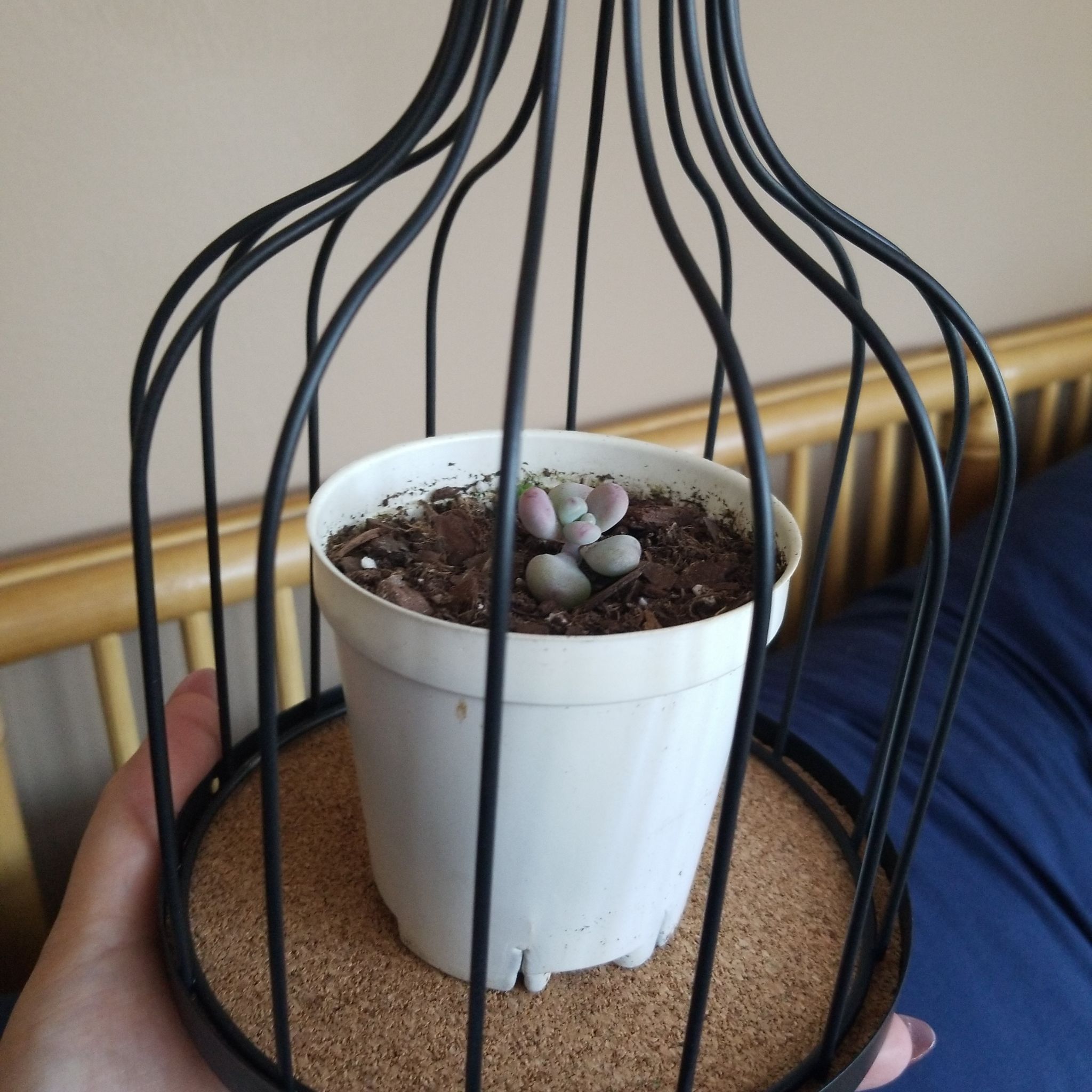 Lavender Pebbles succulent in a white pot inside a decorative cage, held by a hand.