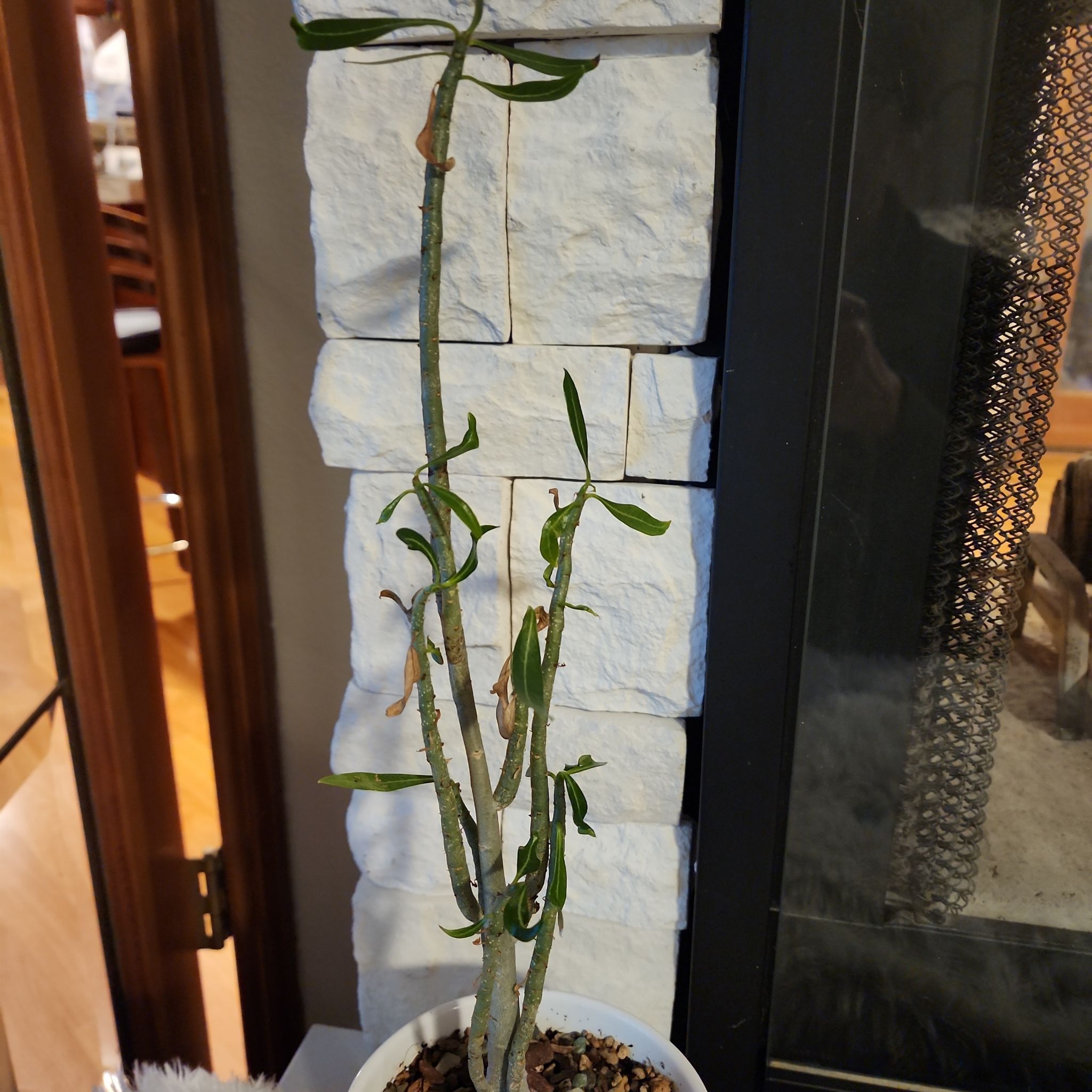 Potted African Milk Bush with some browning leaves, placed indoors near a fireplace.