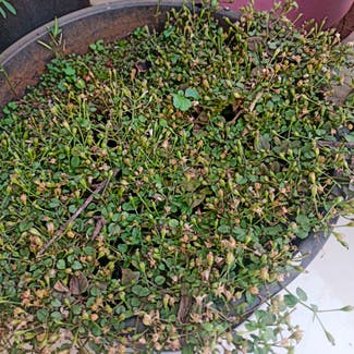 A plant in Thane, Maharashtra