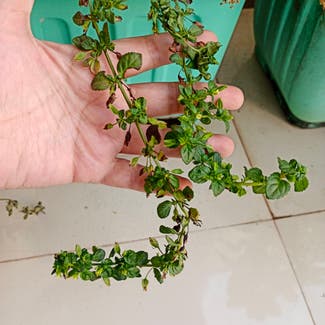 Large Thyme plant in Thane, Maharashtra
