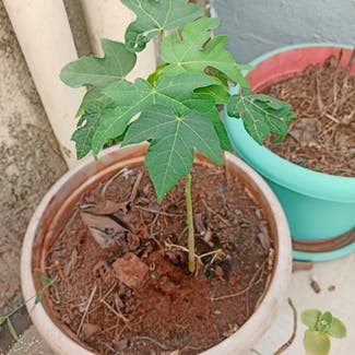 Papaya plant in Thane, Maharashtra