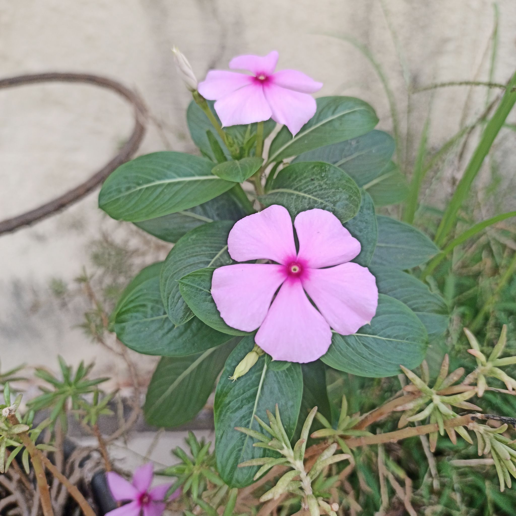 Photo of the plant species Bright Eyes by @ValidKeylime named Hamilton on Greg, the plant care app