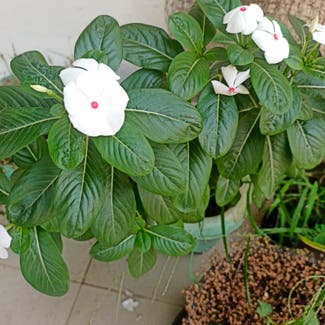 Bright Eyes plant in Thane, Maharashtra