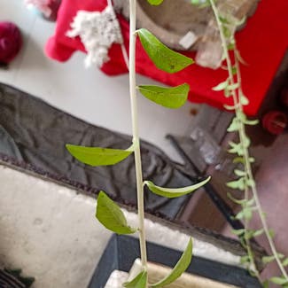 Chinese Wolfberry plant in Thane, Maharashtra