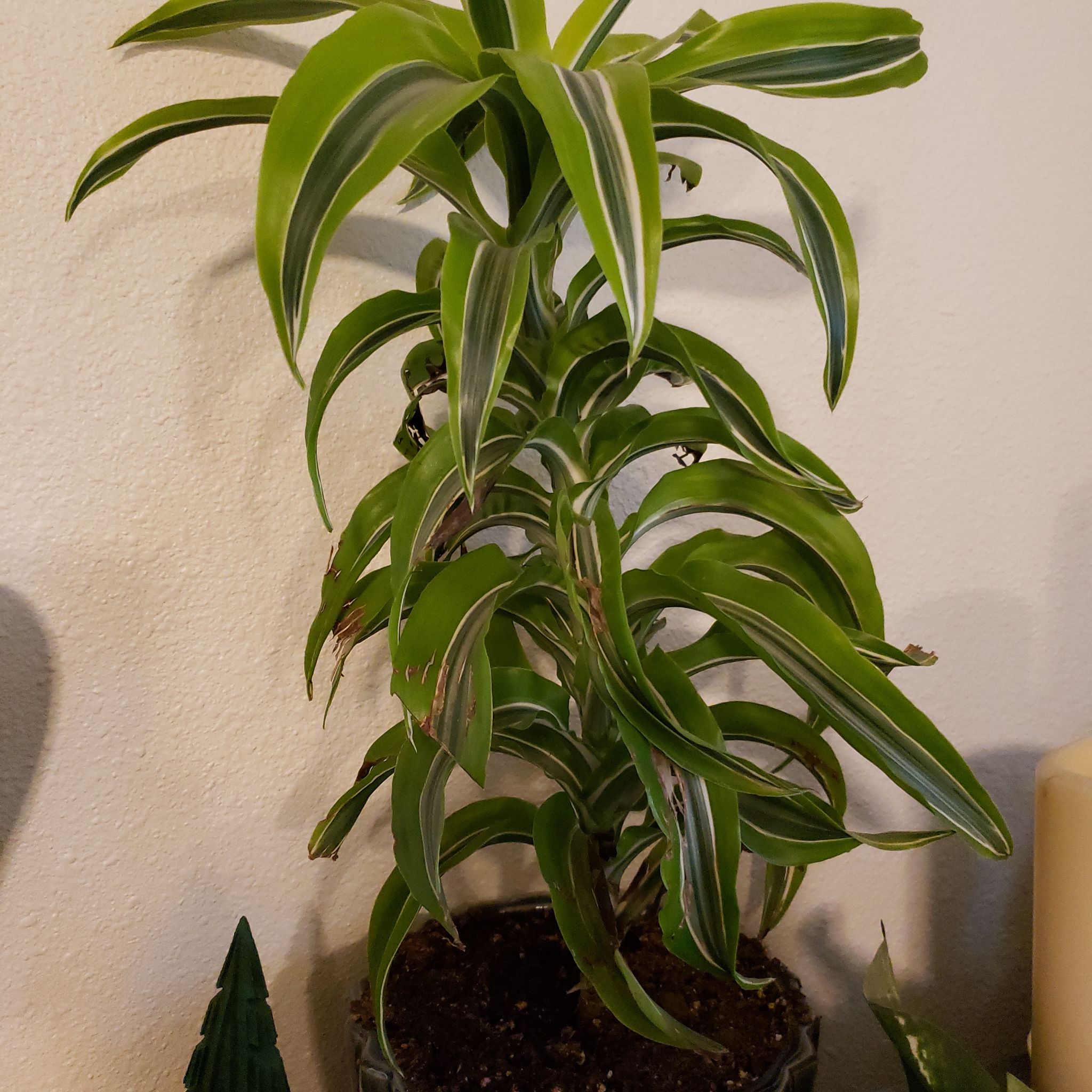 Lemon Surprise Snake Plant with vibrant green and yellow variegated leaves in a pot.