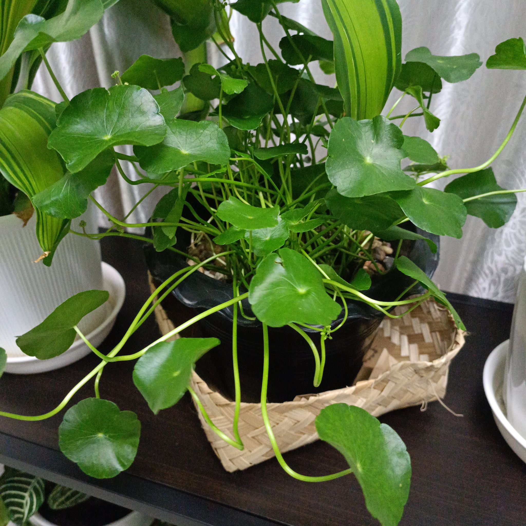 Healthy Manyflower Marshpennywort plant in a black pot within a woven basket.
