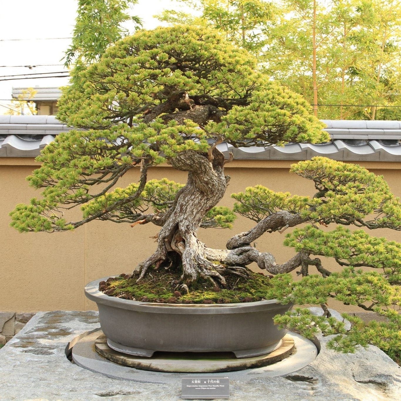 Bonsai tree | A plant by @bonsaitree on Greg