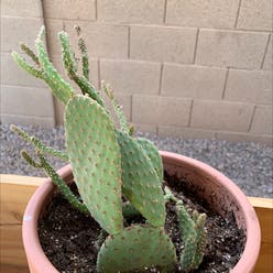 Prickly Pear Cactus plant