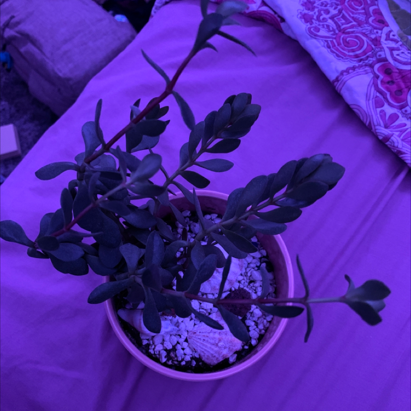 Potted Common Purslane plant under purple lighting with visible soil.