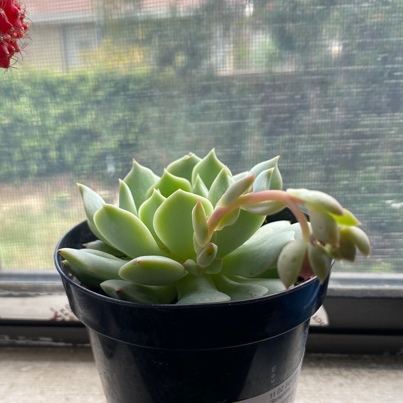 Potted Echeveria 'Seraphina' succulent on a windowsill, appears healthy.