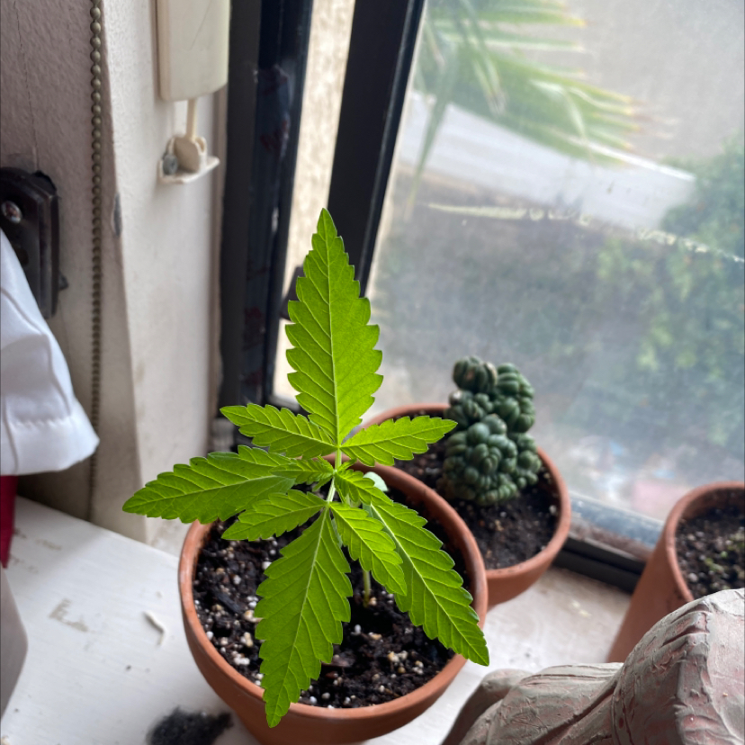 Young Cannabis plant in a pot on a windowsill with another plant in the background.