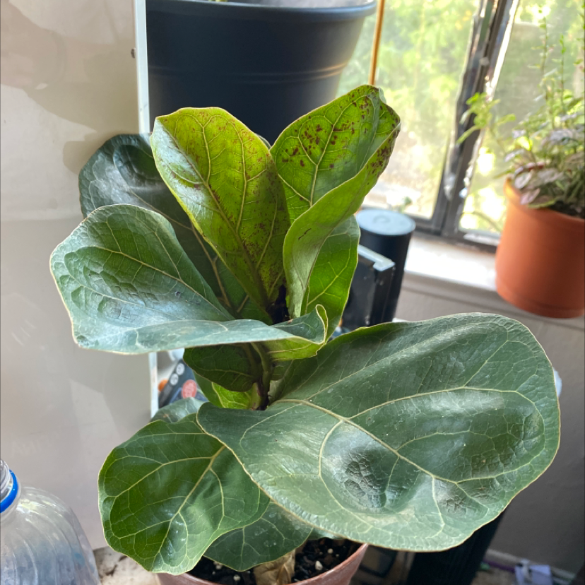 Dwarf Fiddle Leaf Fig plant with large green leaves, some with black spots, potted indoors near a window.
