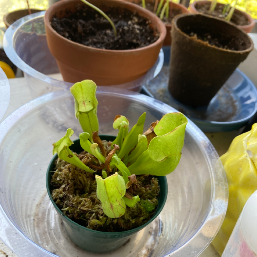 Purple Pitcher Plant in a green pot with visible soil and vibrant green leaves.
