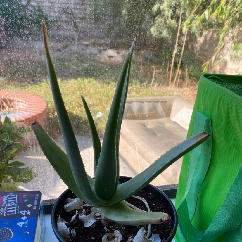 Aloe vera plant photo by @Zoeeoee named Shakira on Greg, the plant care app.