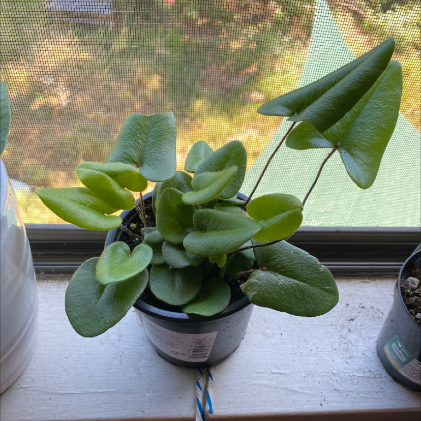 Photo of the plant species Heart Fern by @Zoeeoee named Valentine on Greg, the plant care app