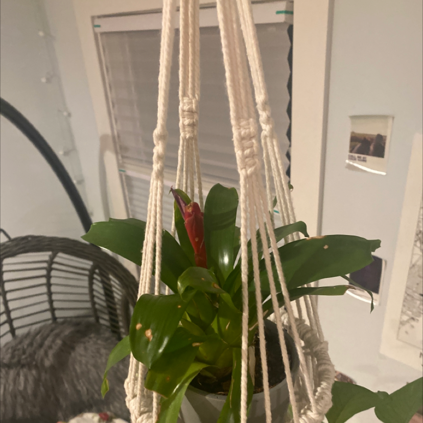 Photo of the plant species Vriesea Carinata by @gabiczajaa named little penis on Greg, the plant care app