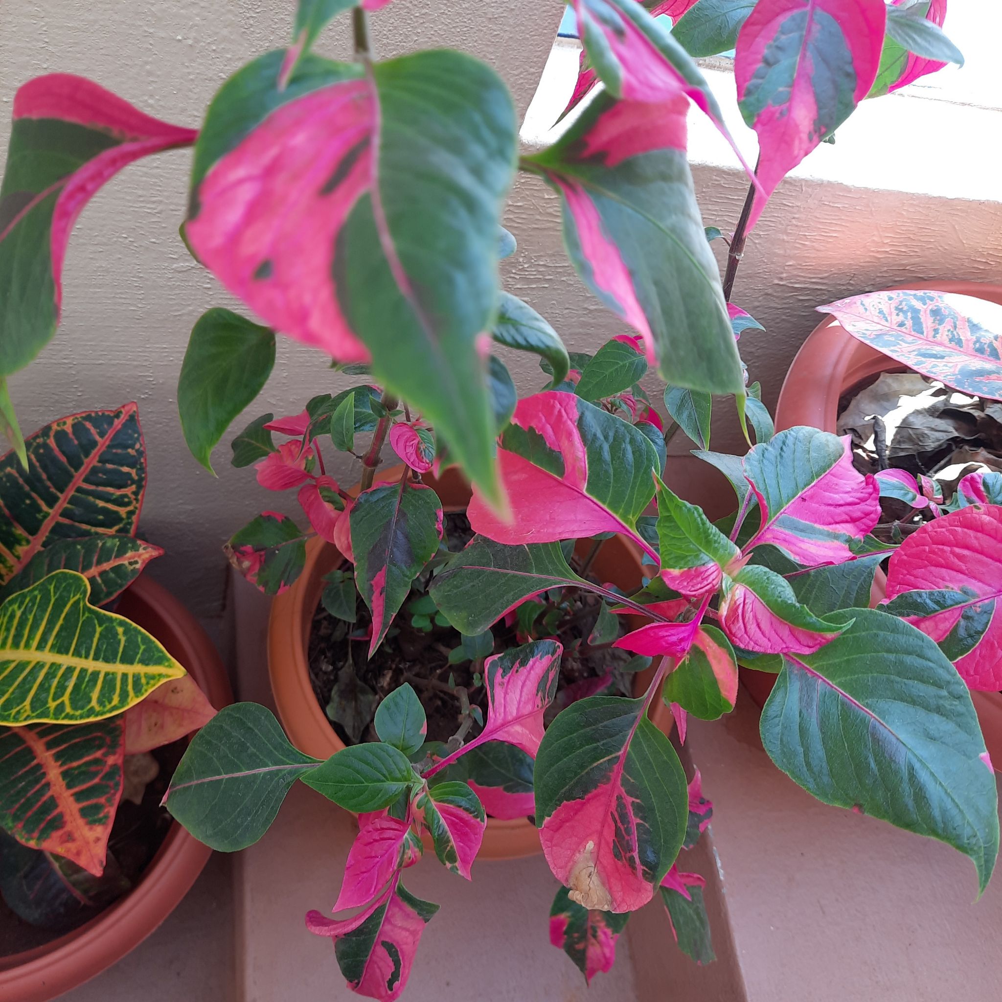 Hairy Joyweed plant with vibrant pink and green leaves in a pot, well-framed and in focus.