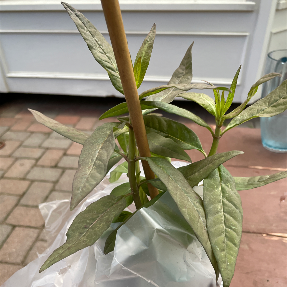 Tropical Milkweed plant with elongated leaves in a pot. No visible discoloration.